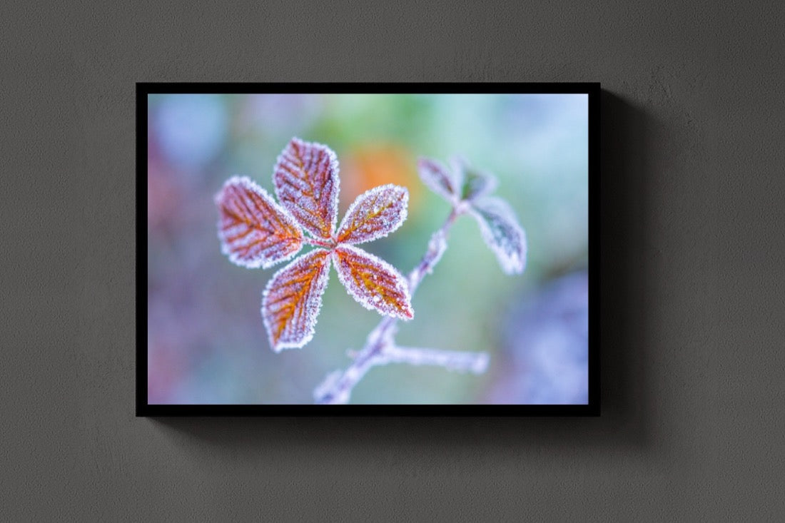 Frost Flowers lijst