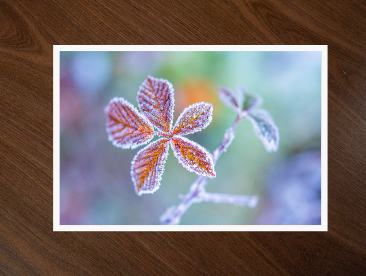 Frost Flowers print