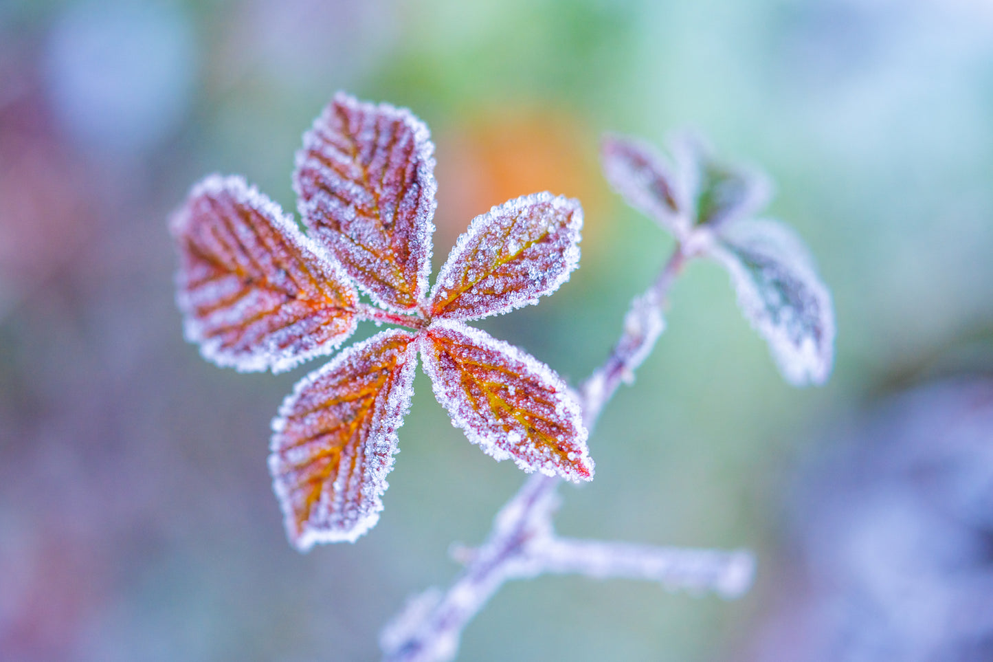 Frost Flowers