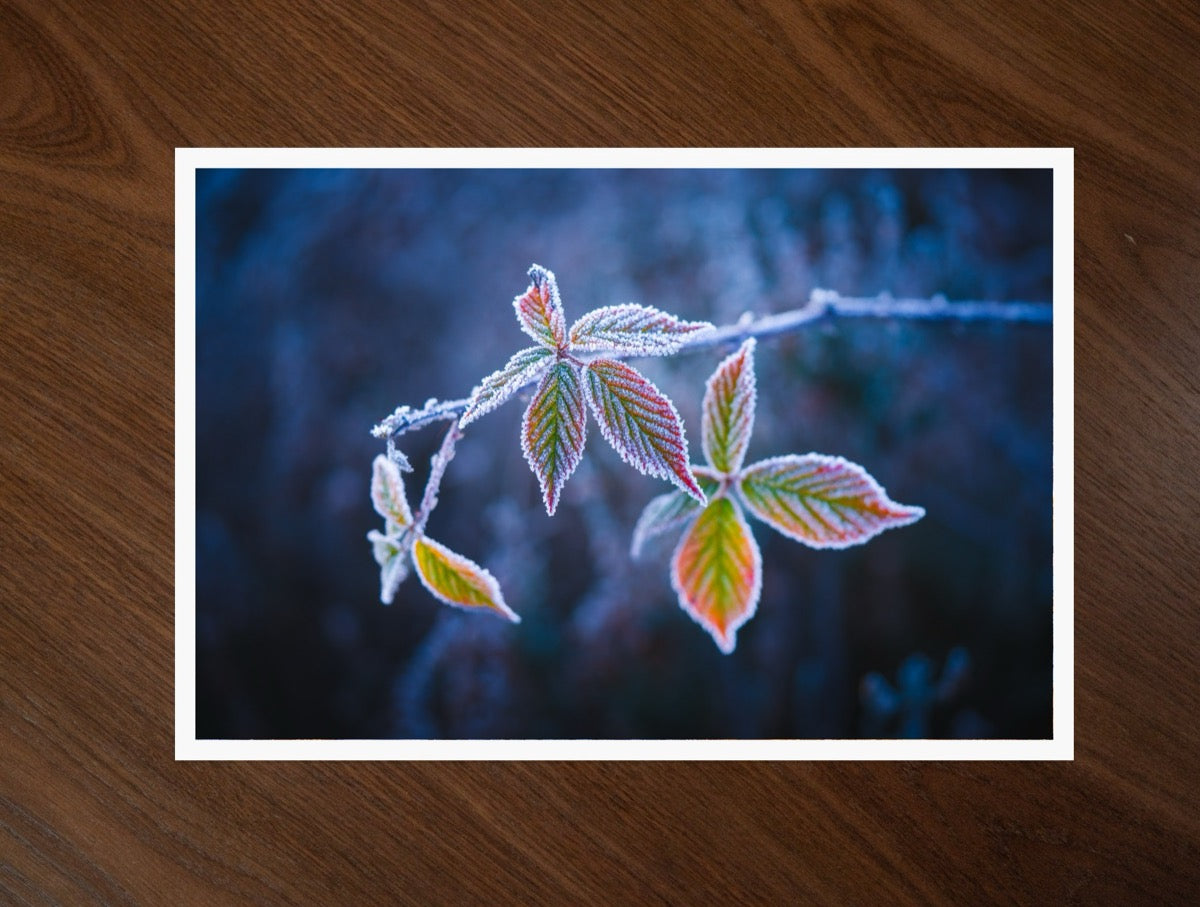 Frost on Blue print