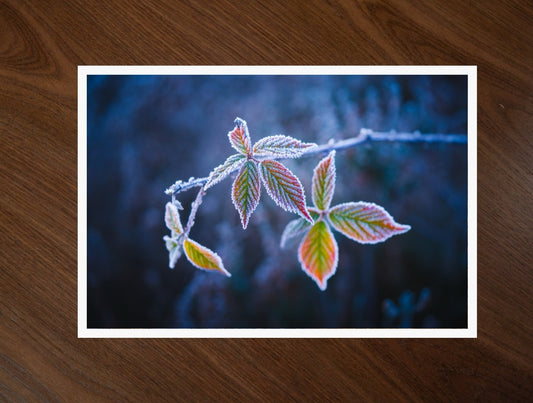 Frost on Blue print