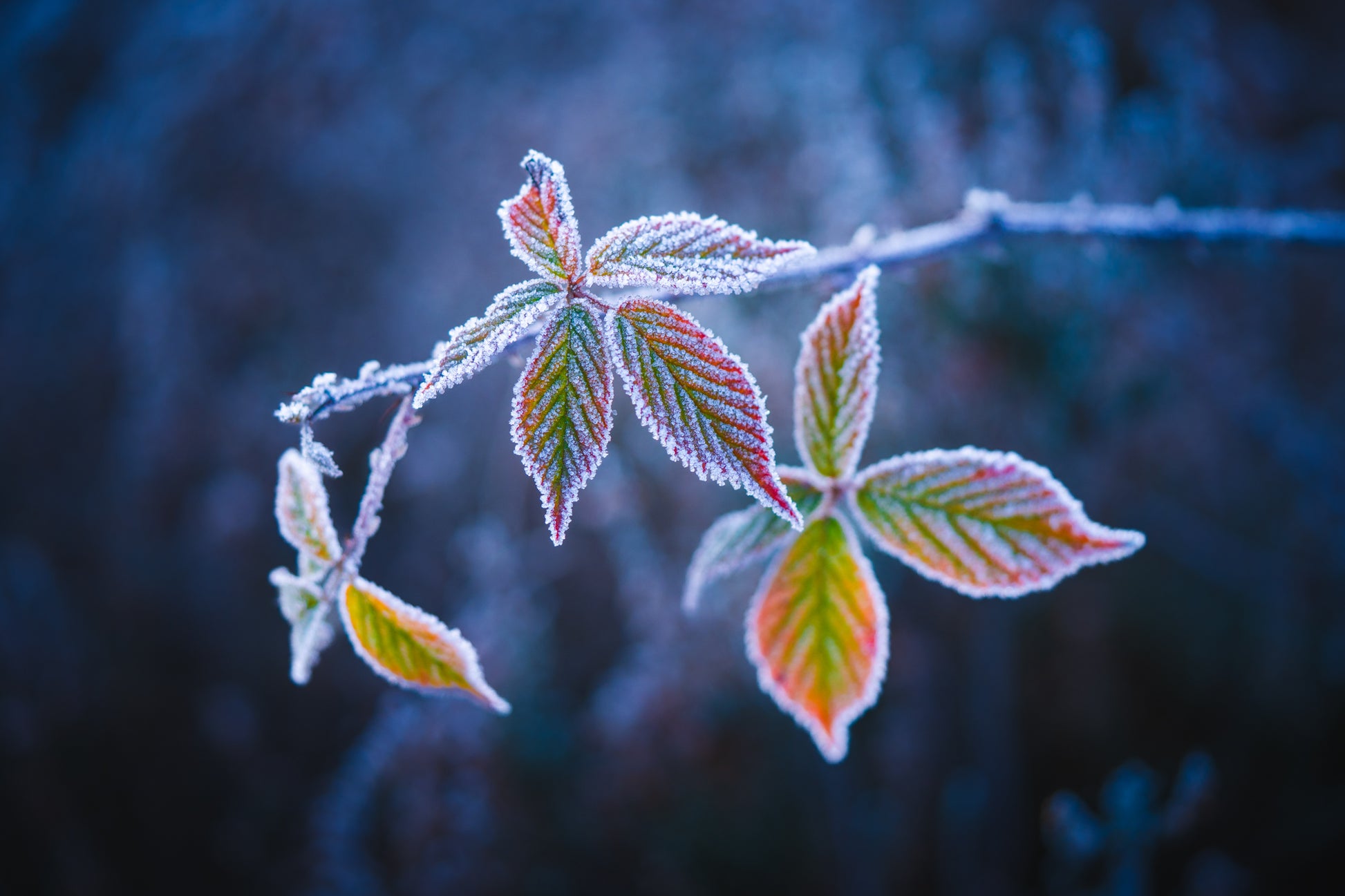 Frost on Blue