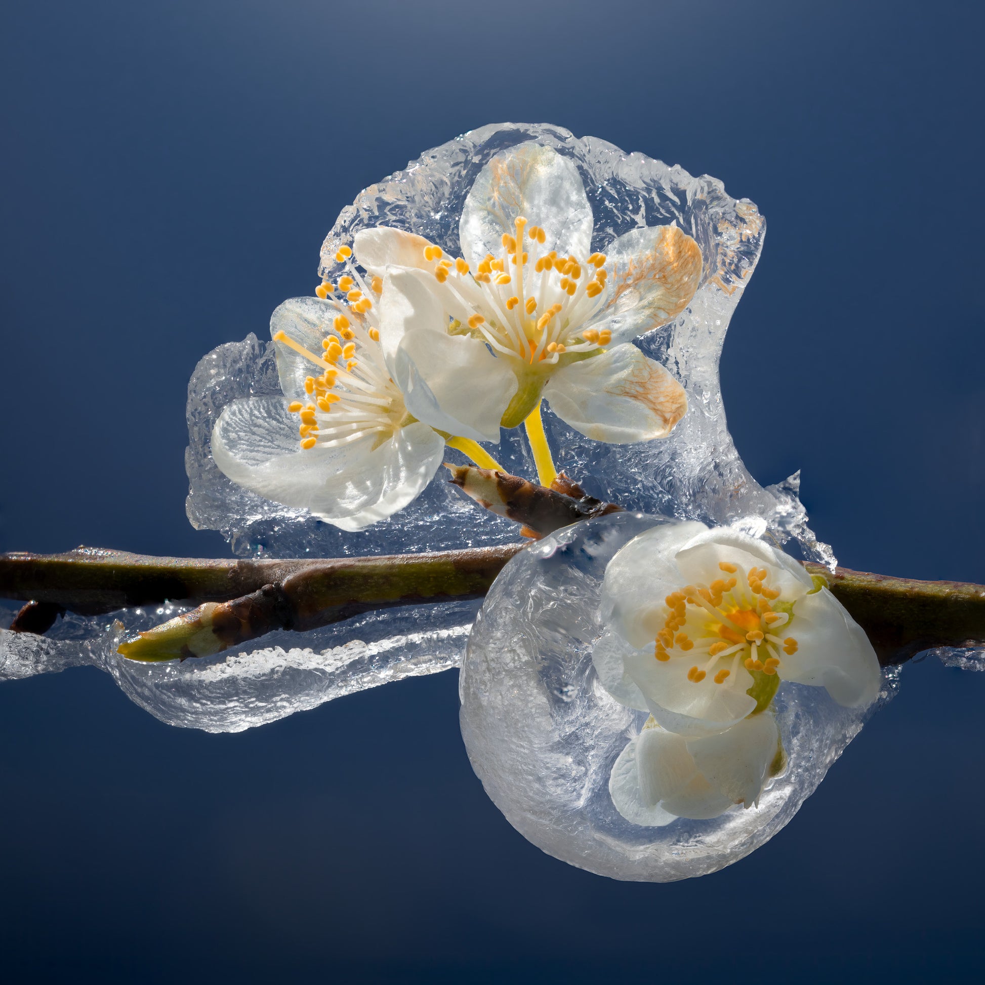 Frozen Flowers