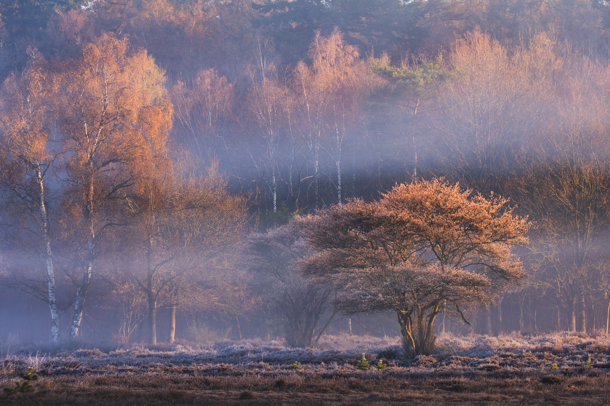 Frozen Heath
