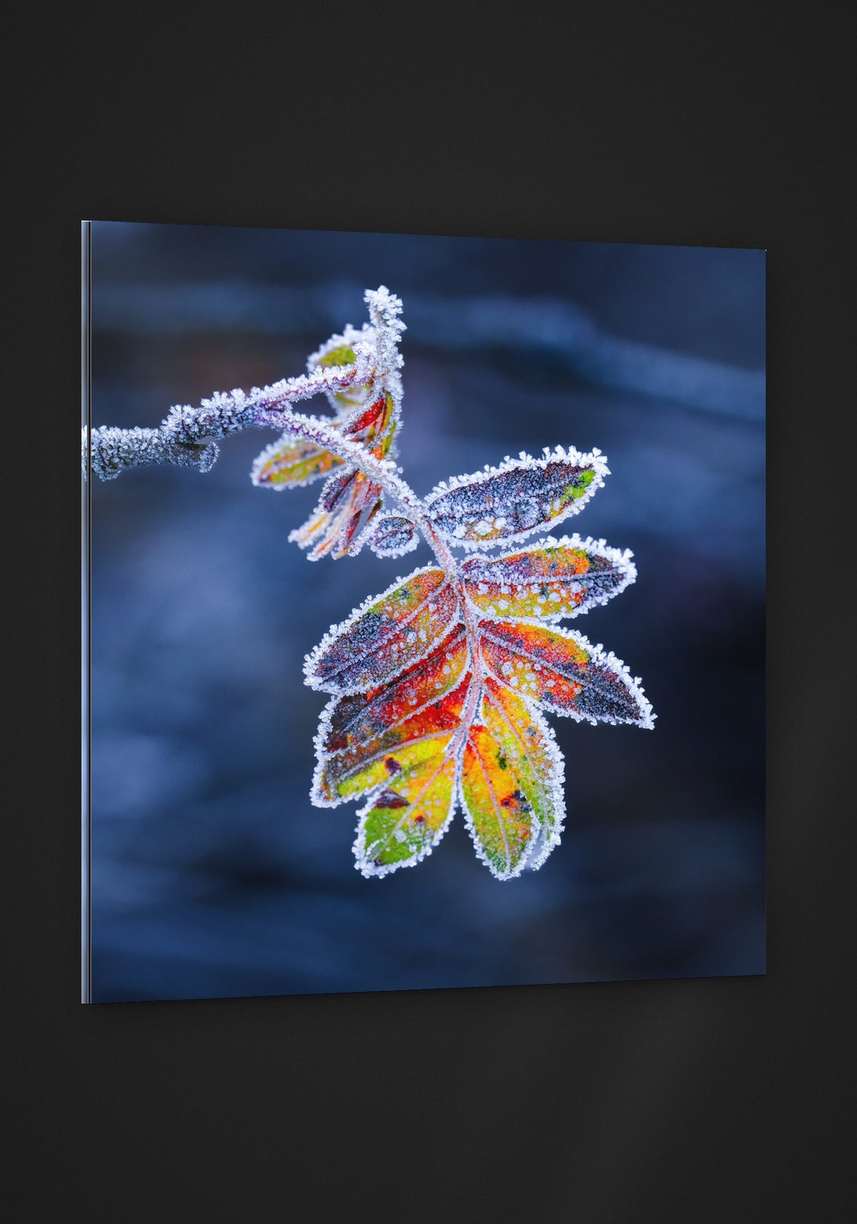 Frozen Leaf acryl