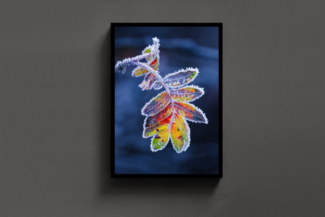 Frozen Leaf lijst