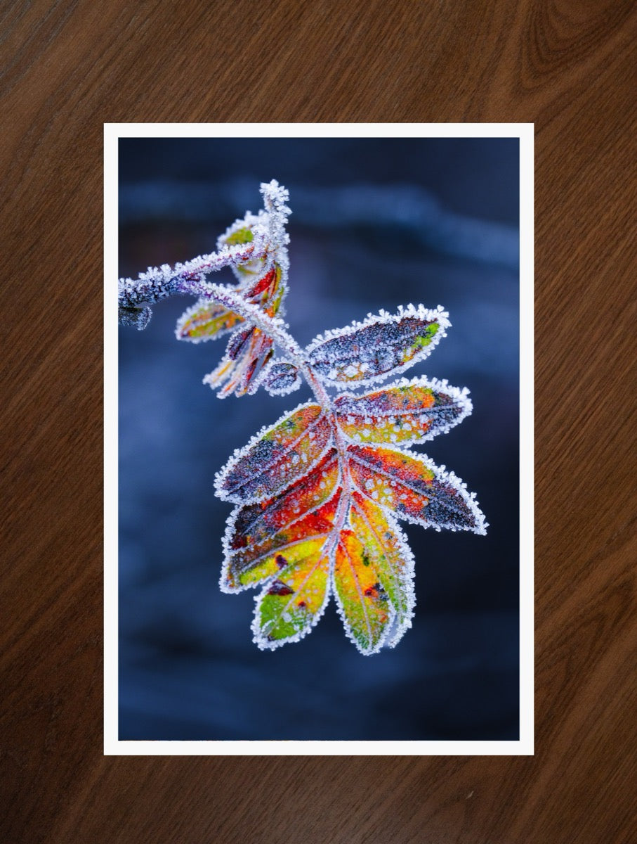 Frozen Leaf print
