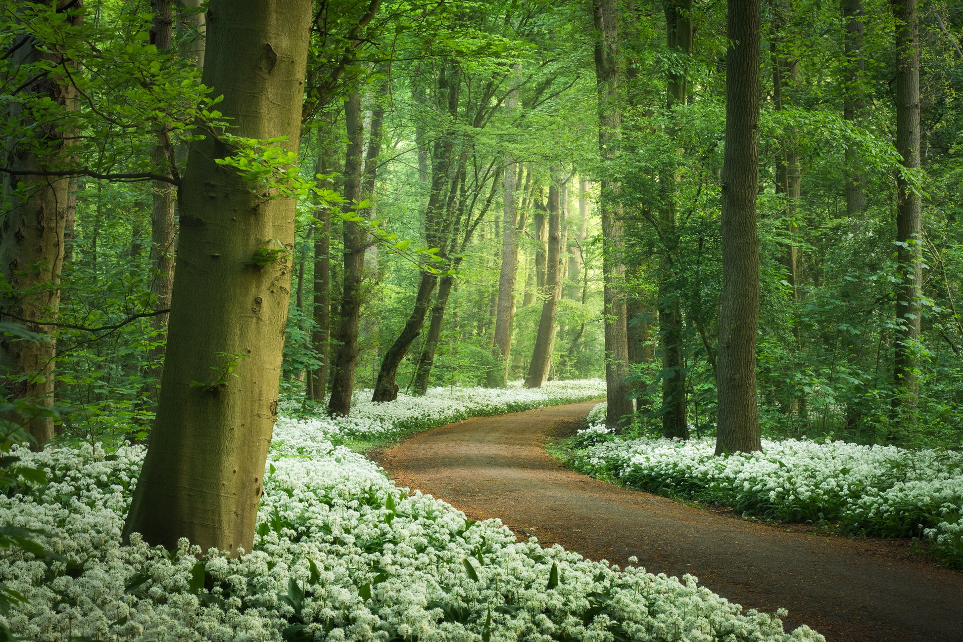 Garlic Forest