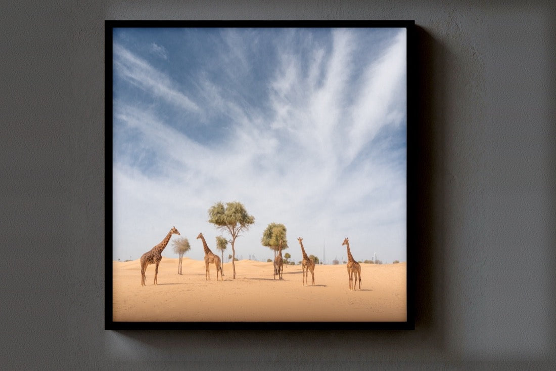 Giraffes in the Dunes print