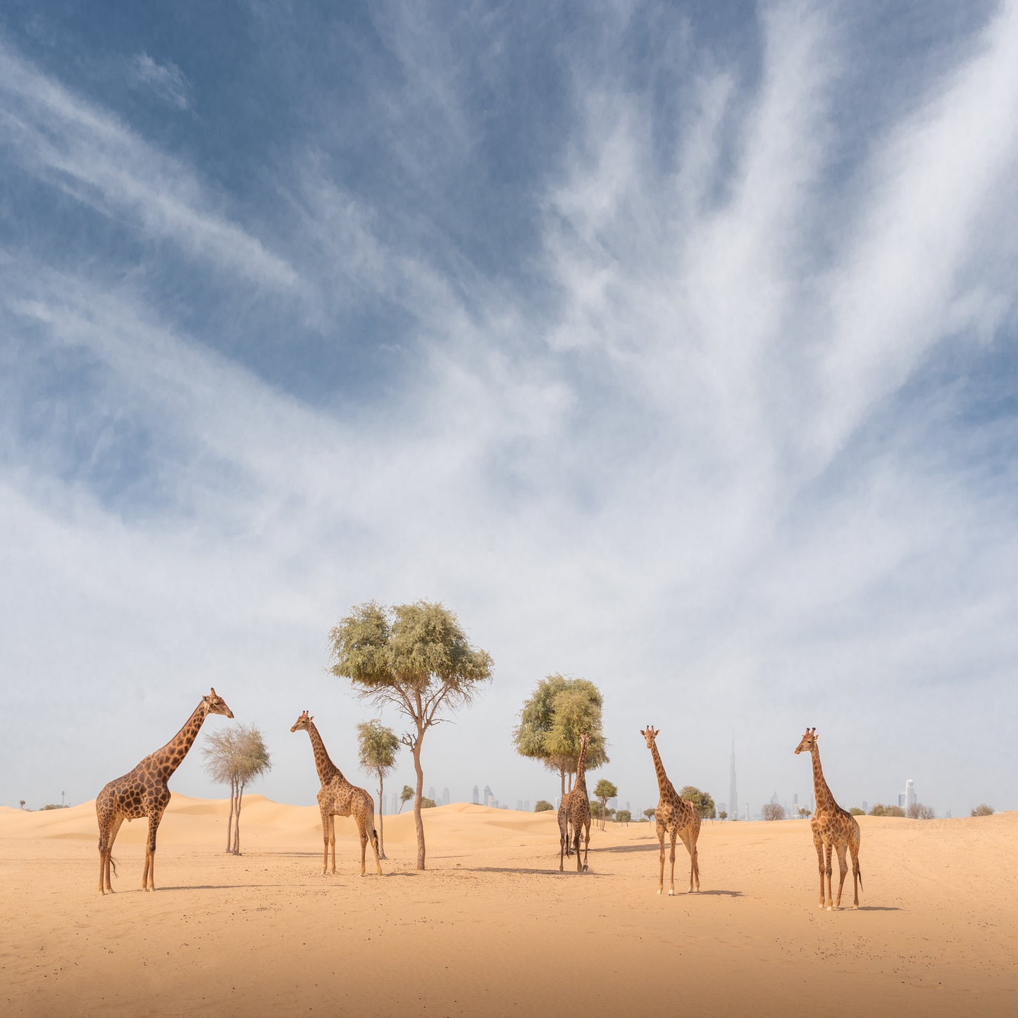 Giraffes in the Dunes