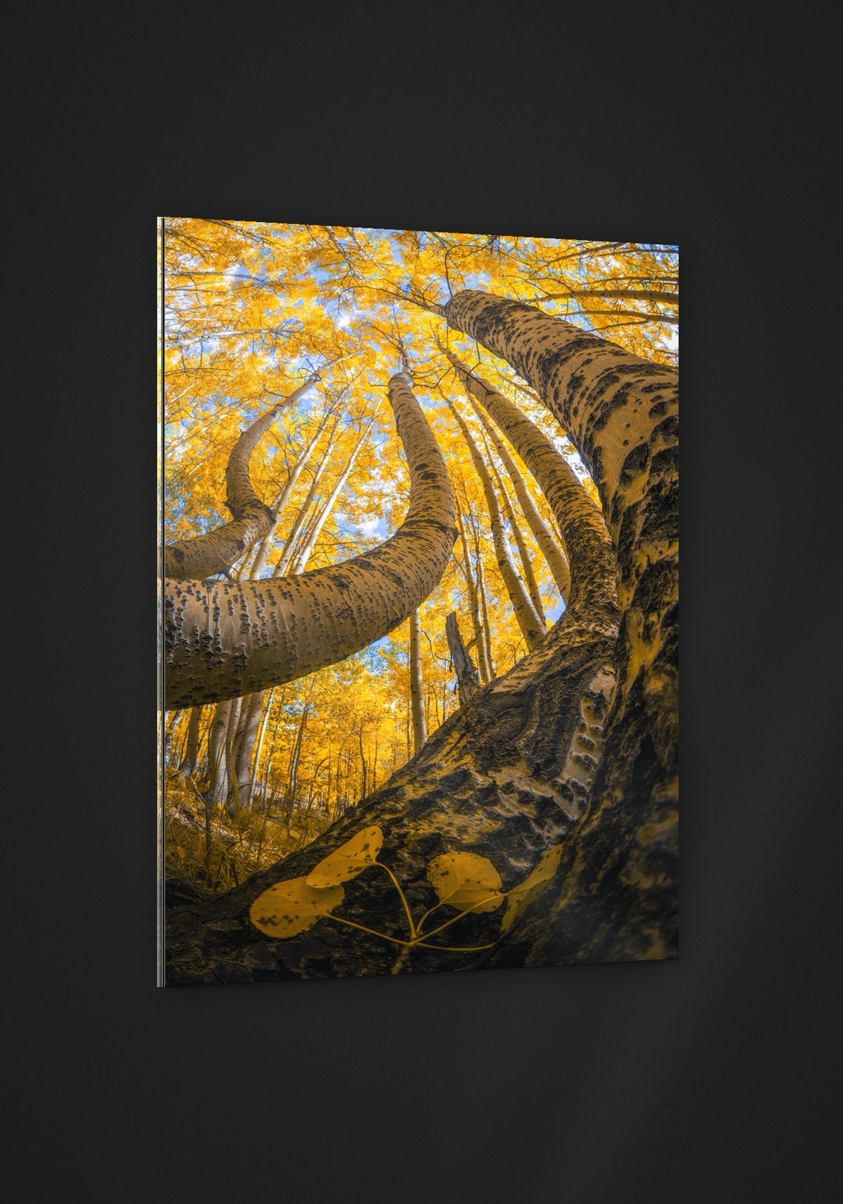 Golden Canopy acryl