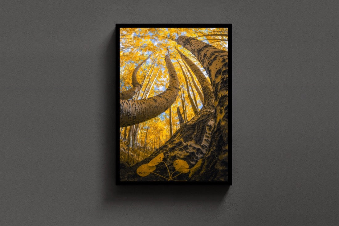Golden Canopy lijst