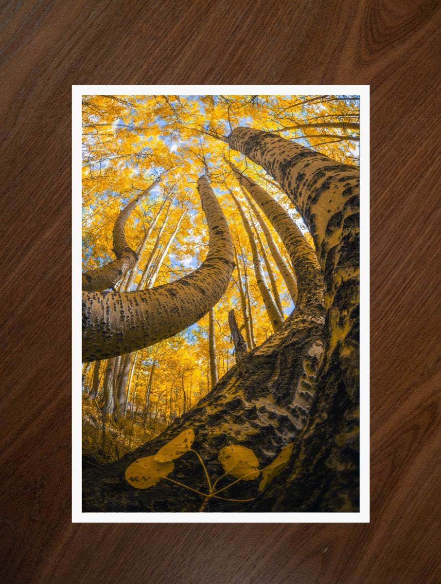 Golden Canopy print