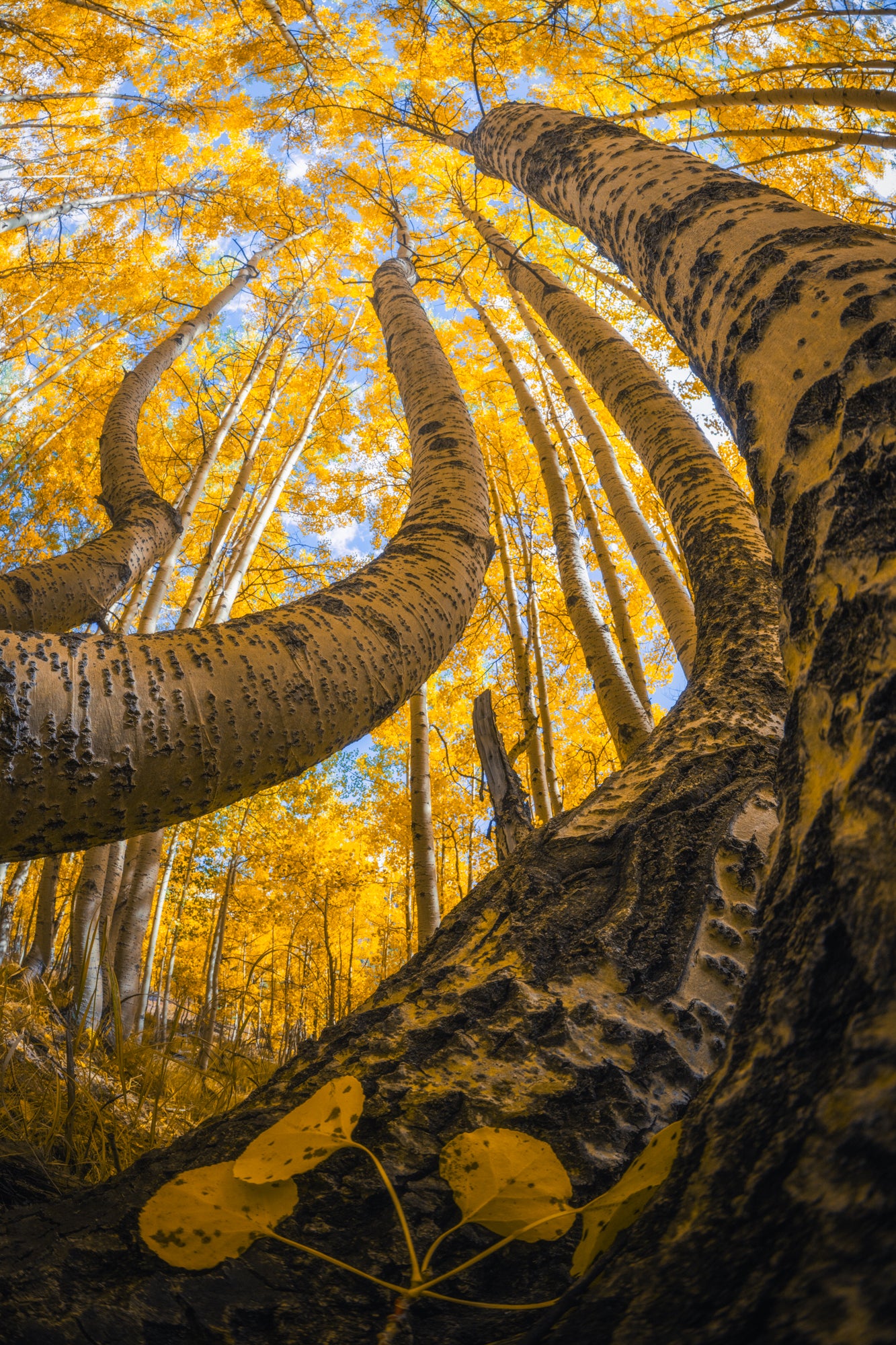 Golden Canopy