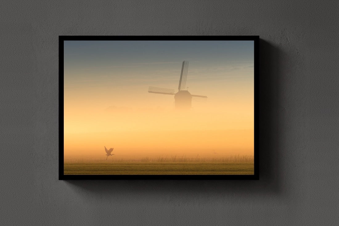 Golden Fog lijst