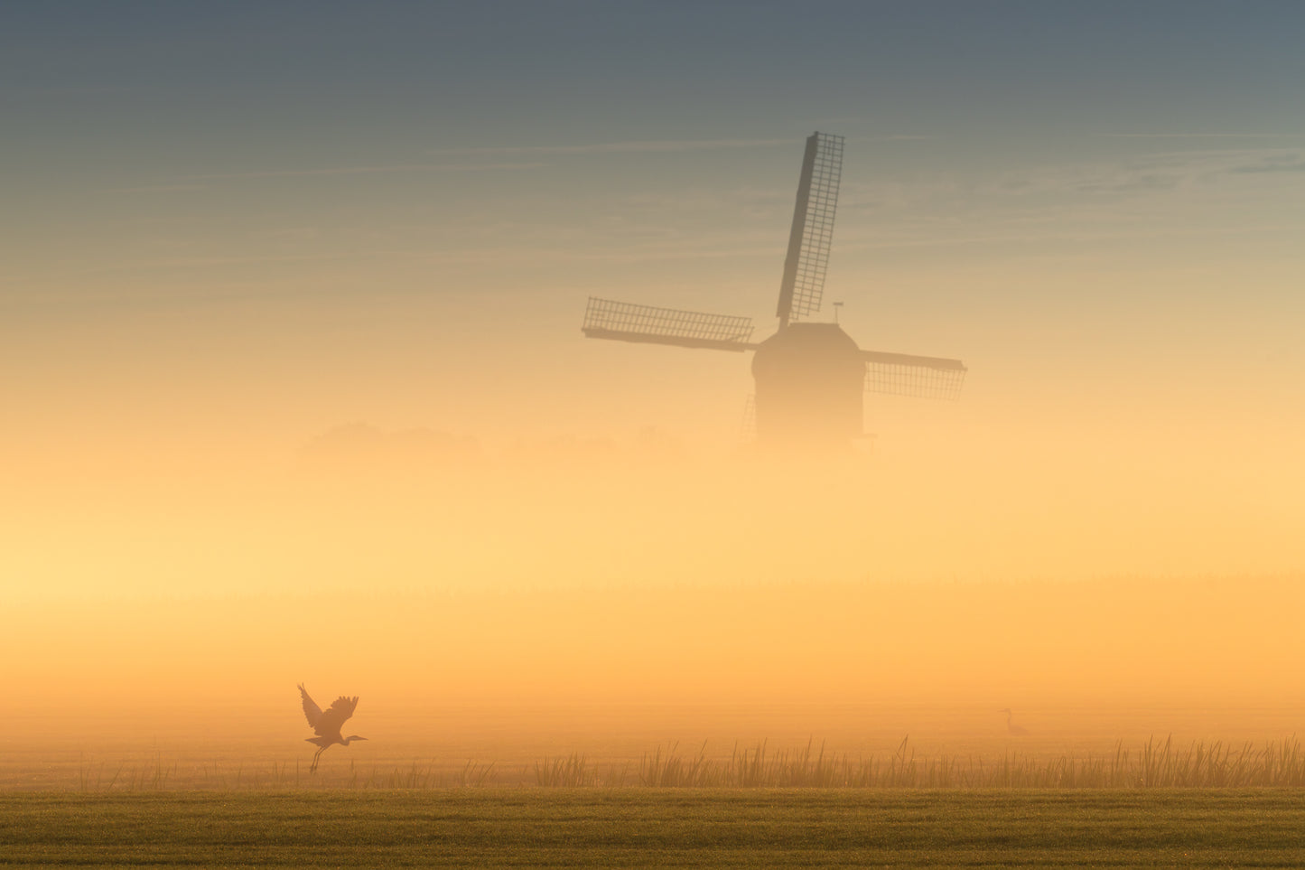 Golden Fog