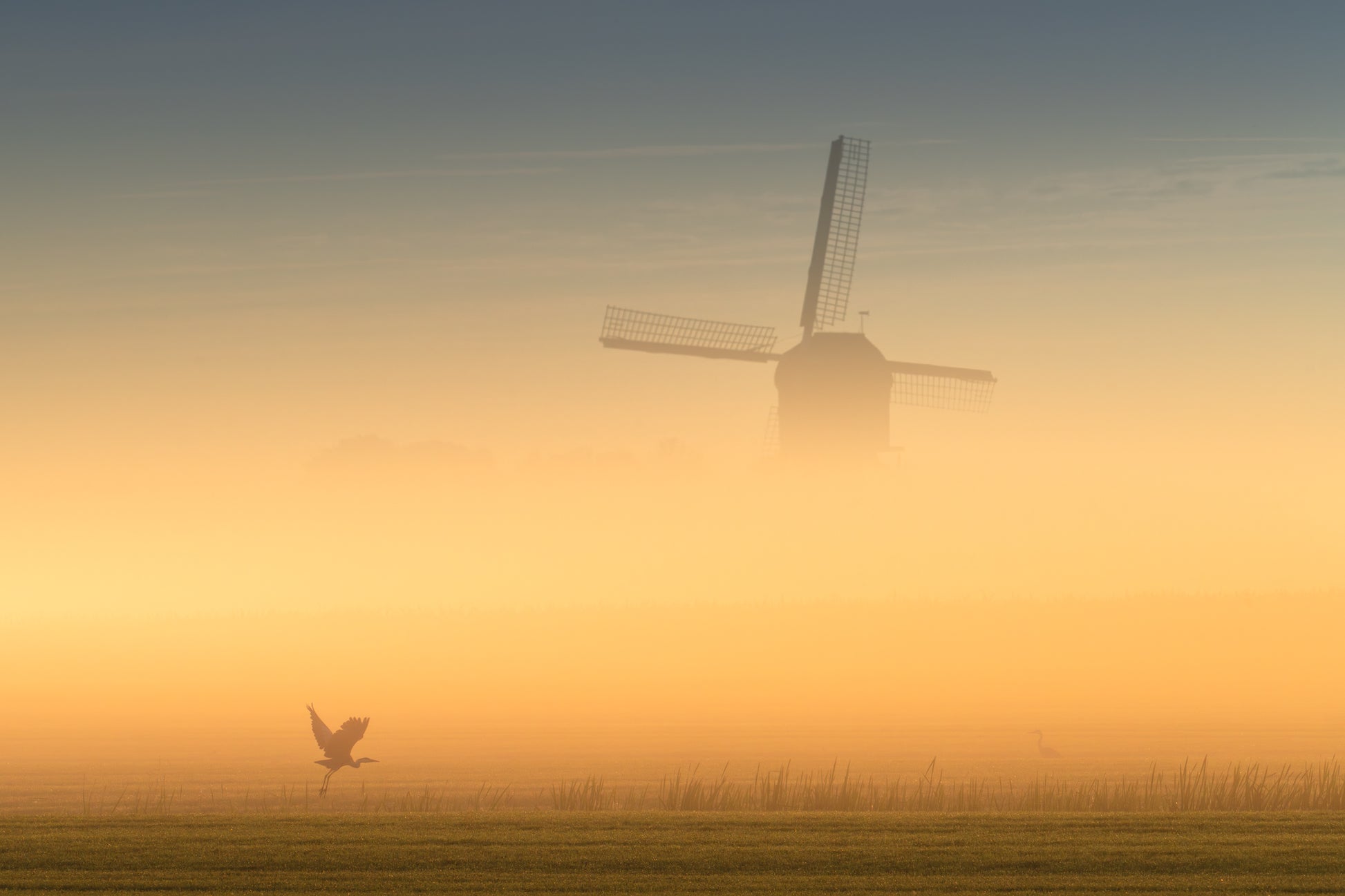 Golden Fog
