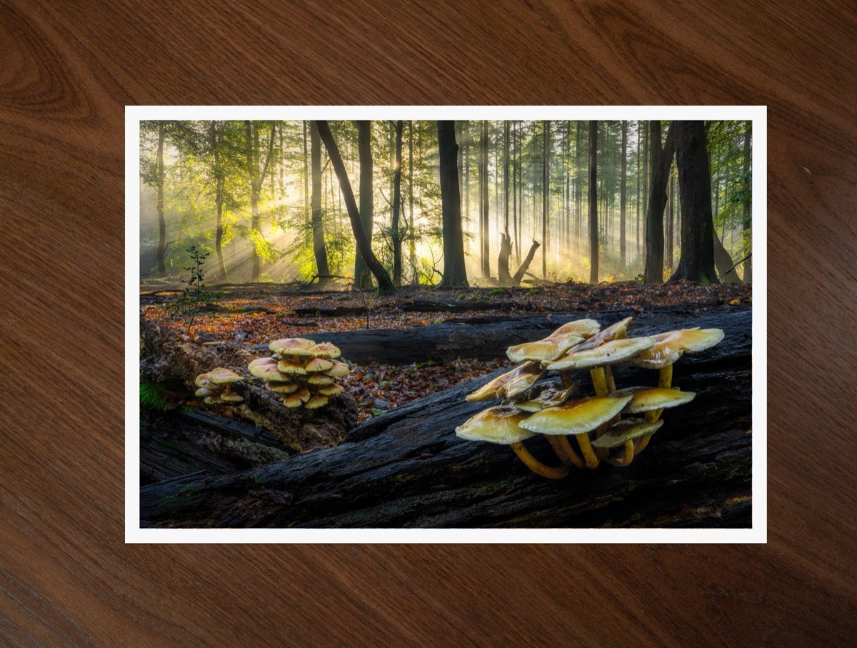 Golden Tufts print