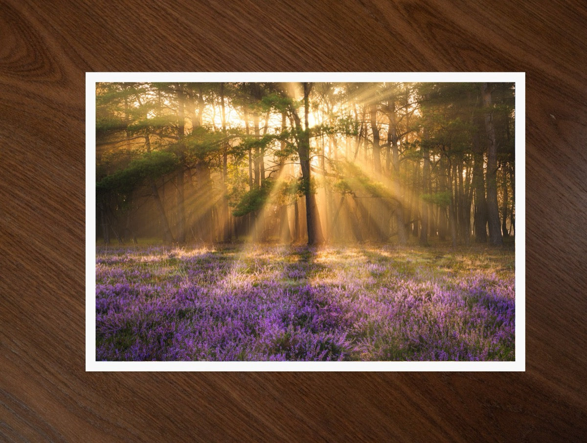 Heather and Light print