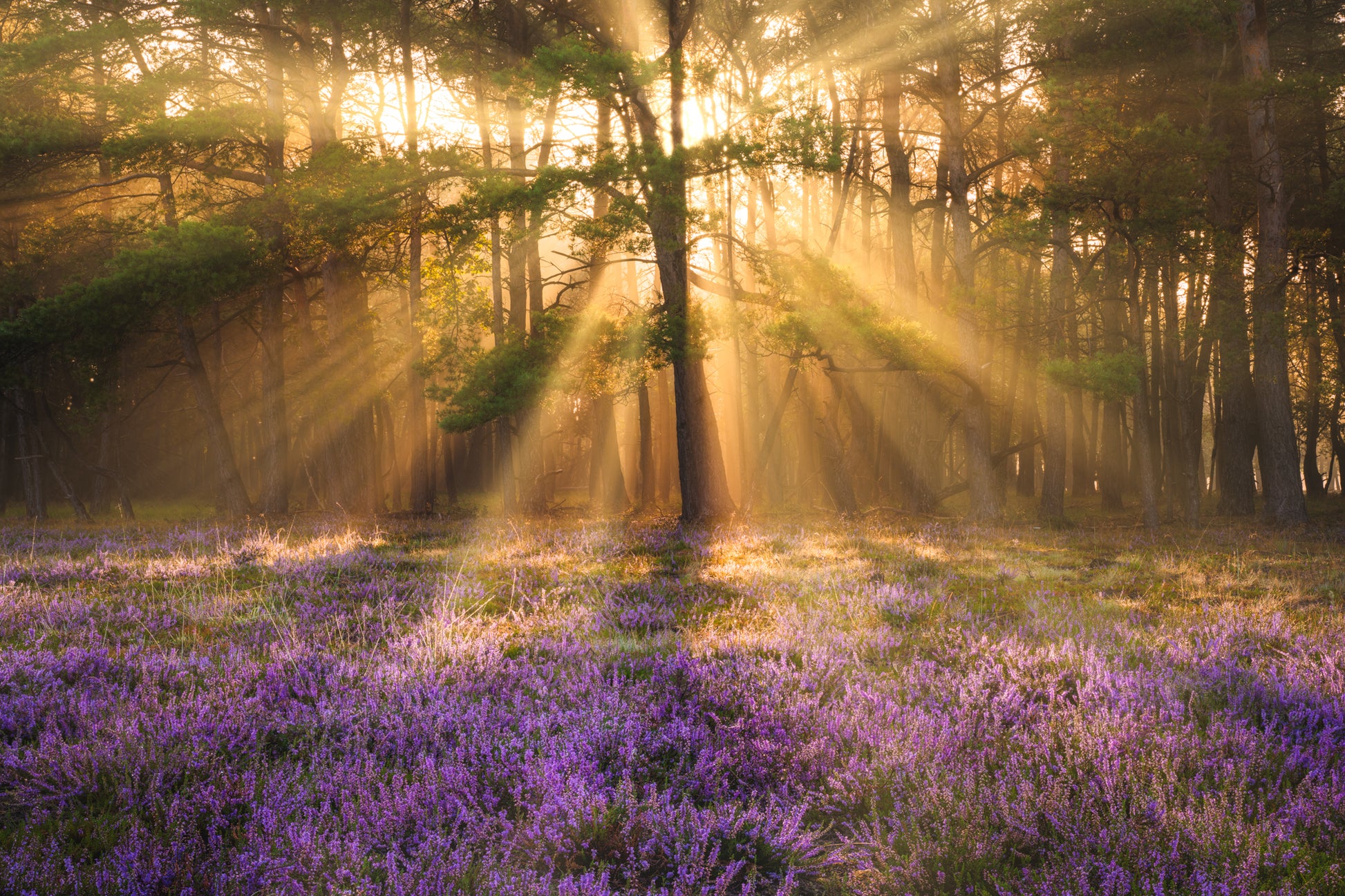 Heather and Light