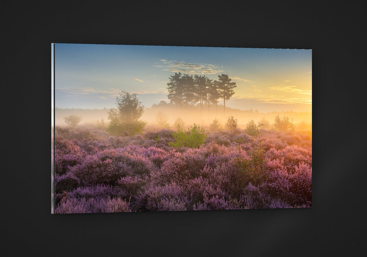 Heather at Dawn acryl
