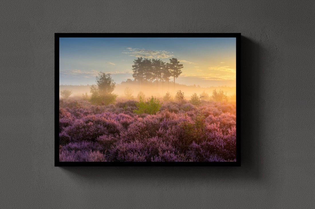 Heather at Dawn framed on the wall