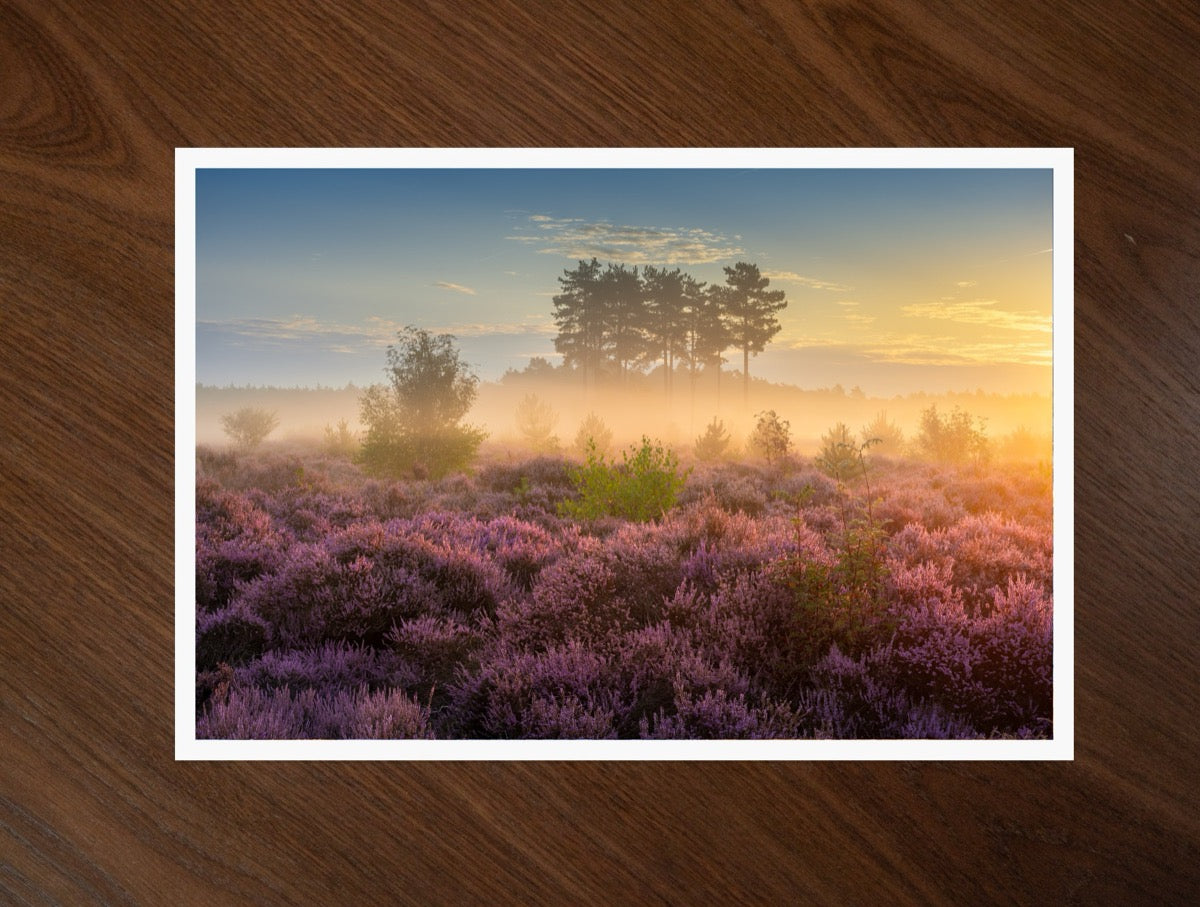 Heather at Dawn print