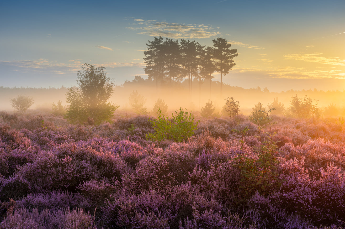 Heather at Dawn