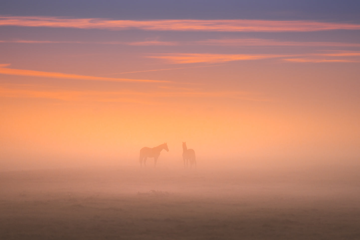 Horses in the Mist