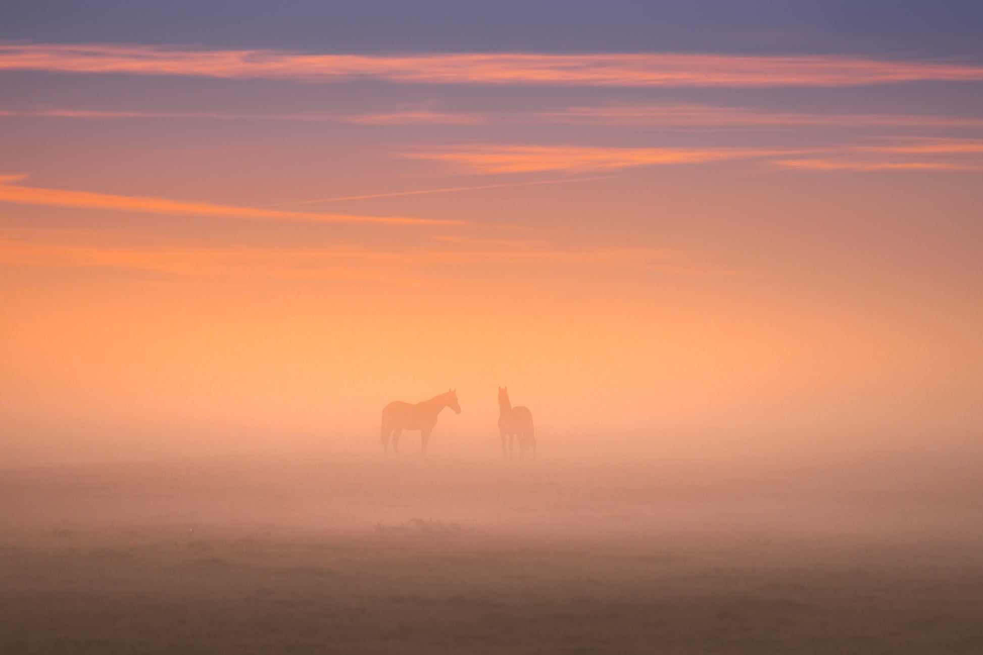 Horses in the Mist