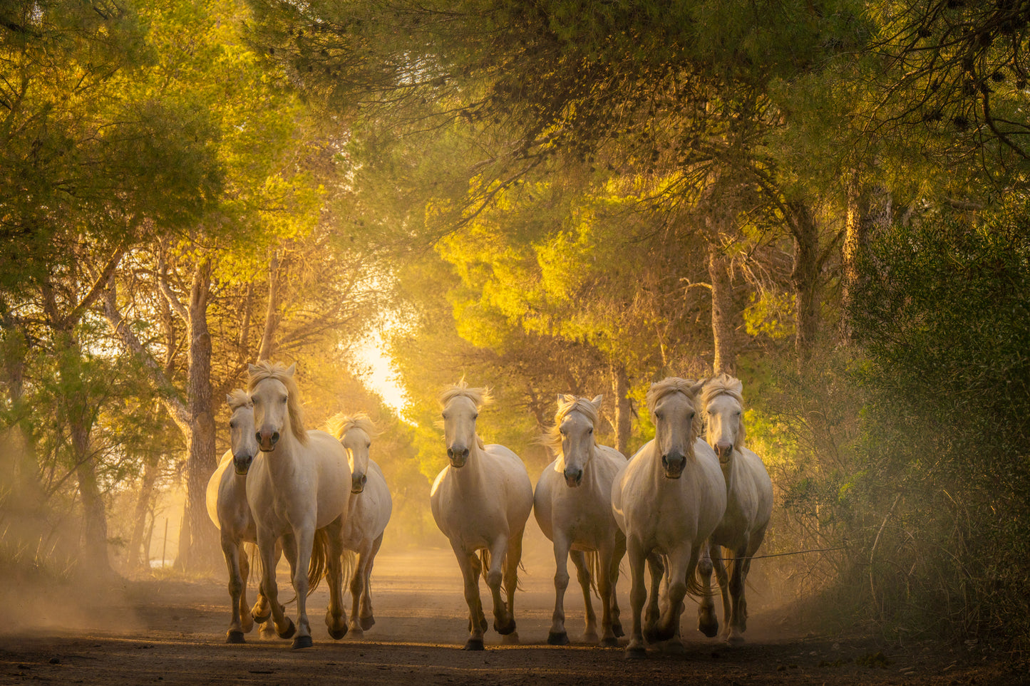 Horses in the Woods