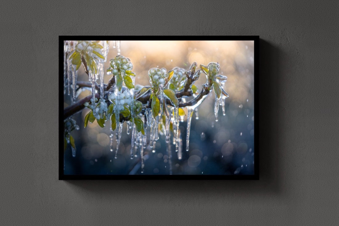 Ice on Spring lijst
