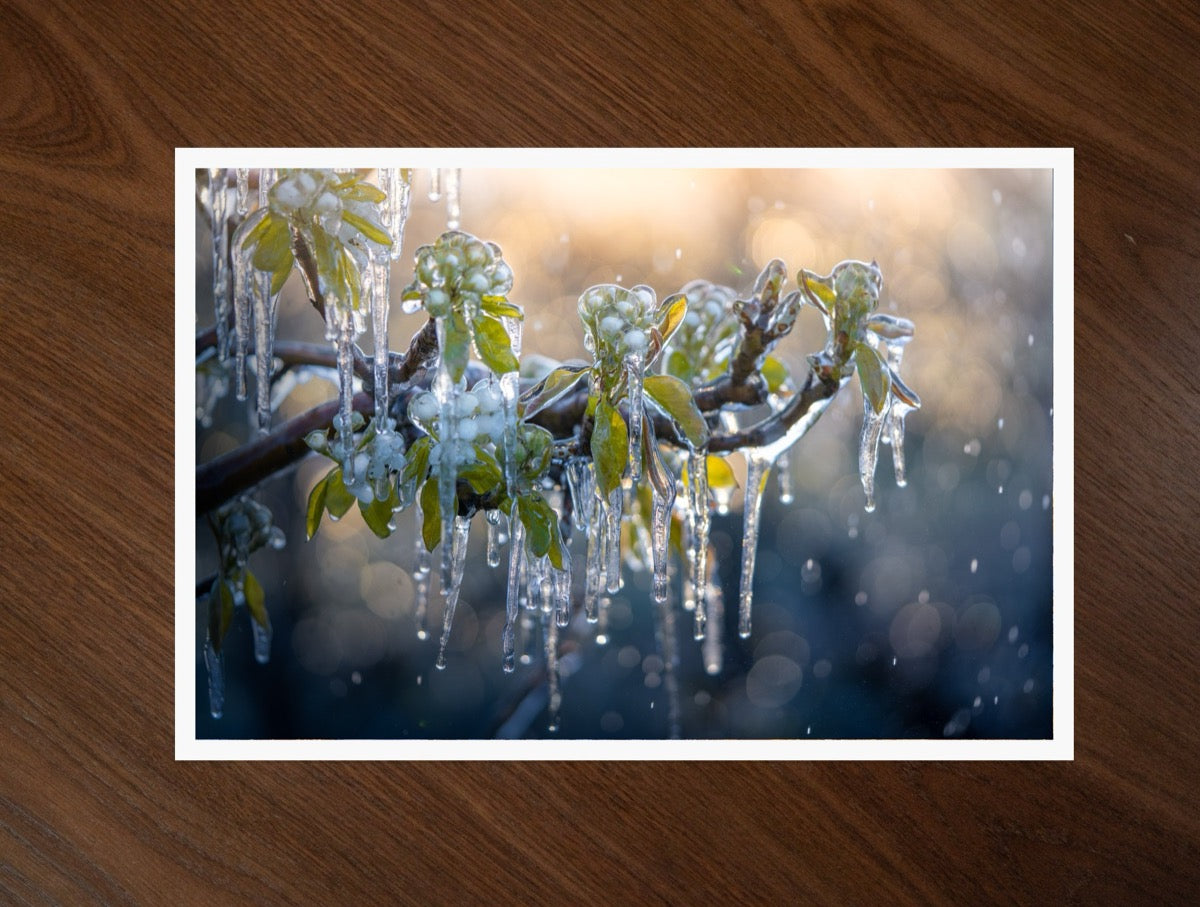 Ice on Spring print