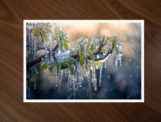 Ice on Spring print