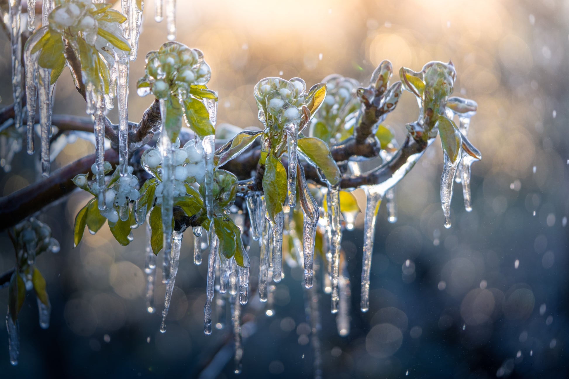 Ice on Spring