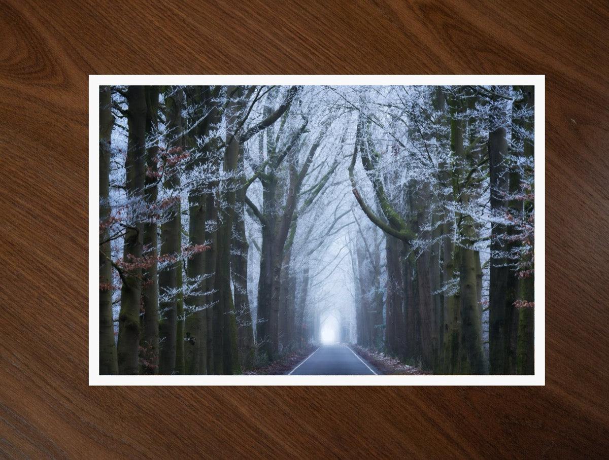 Into the White print
