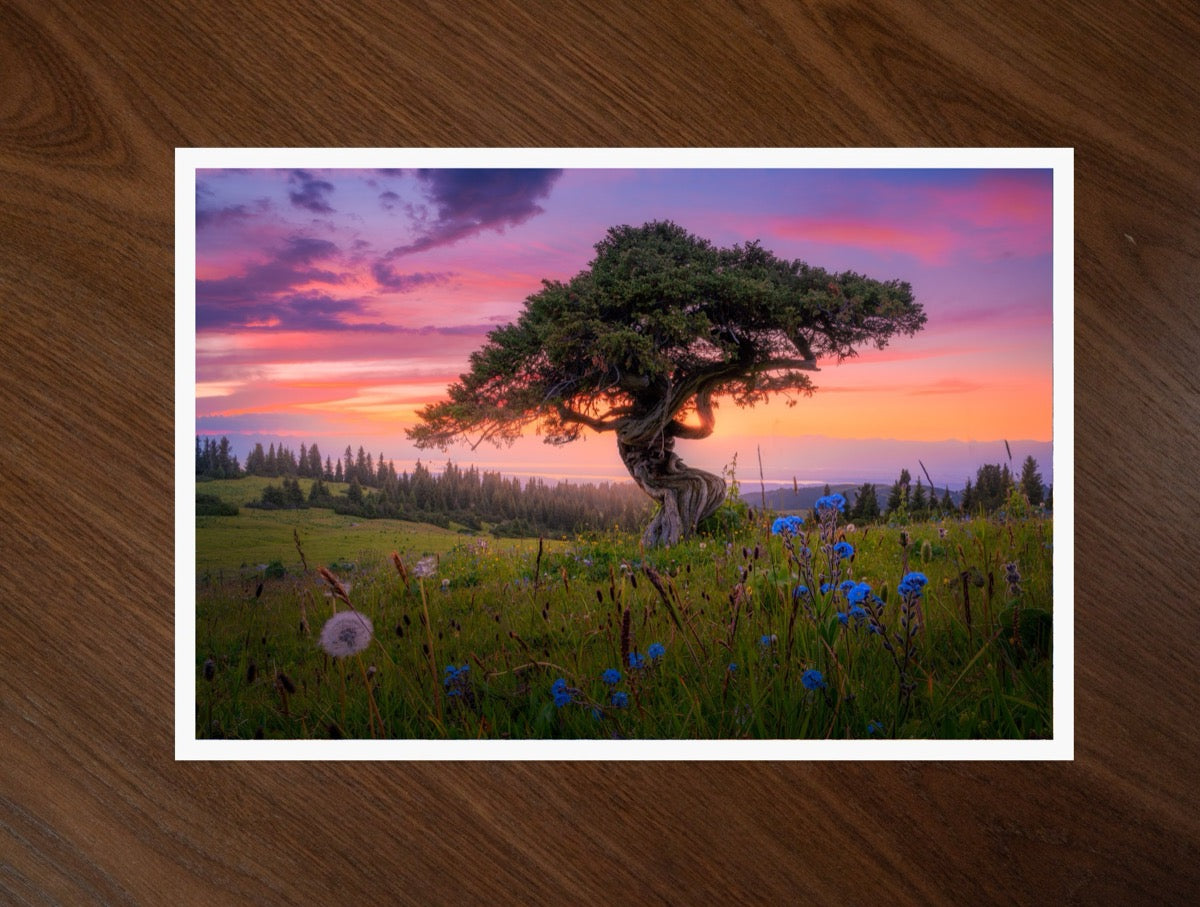 Kyrgyzstan Bonsai print