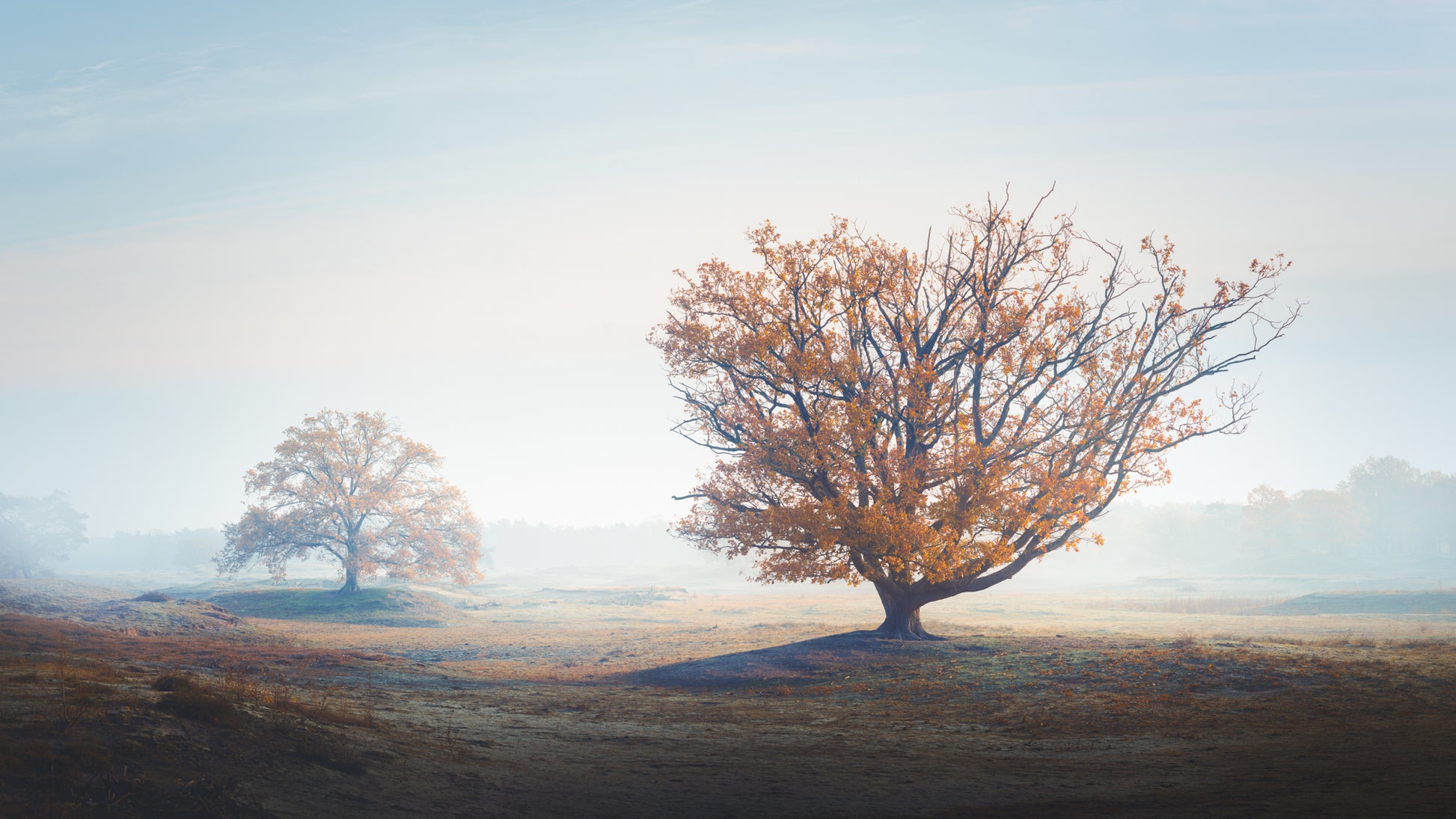 Last Leaves