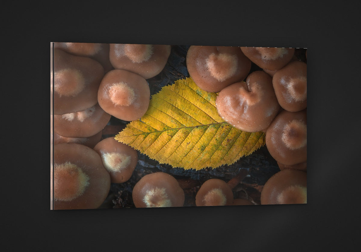 Leaf Among Mushrooms acryl