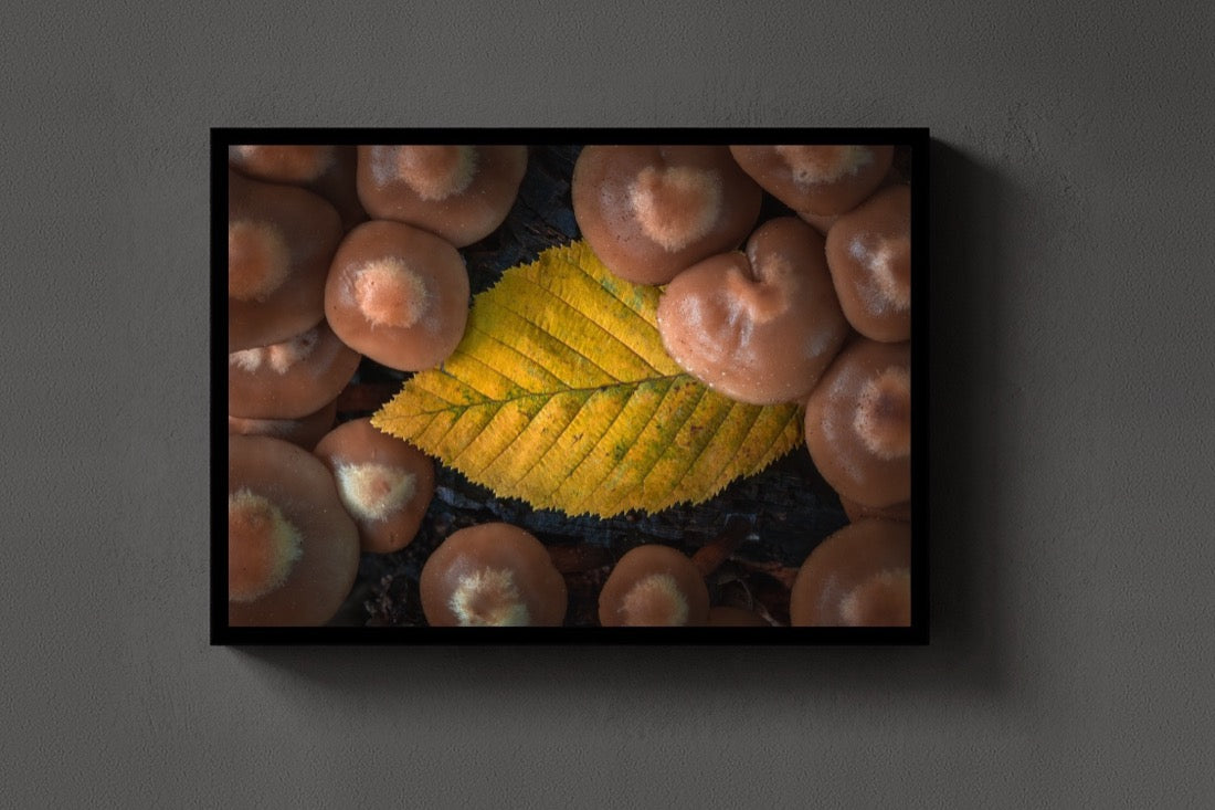 Leaf Among Mushrooms lijst