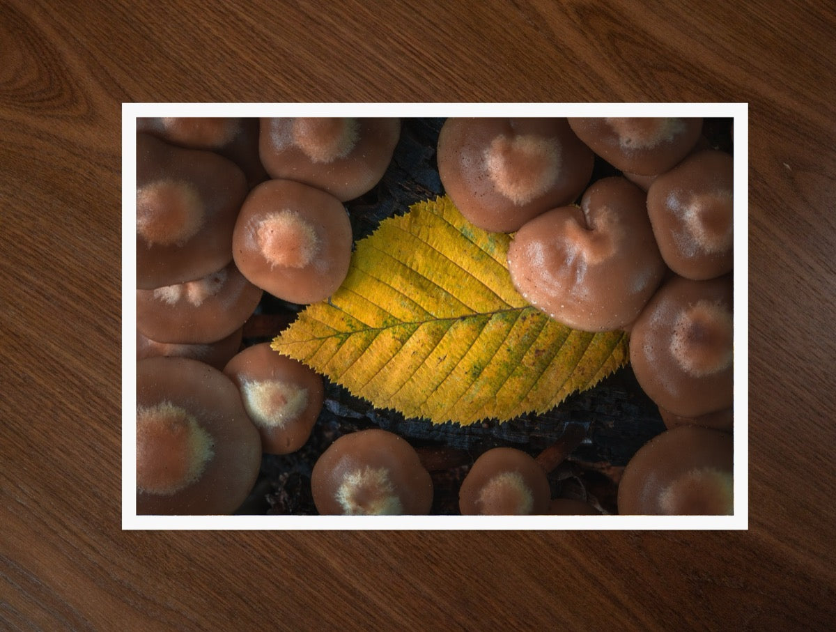 Leaf Among Mushrooms print