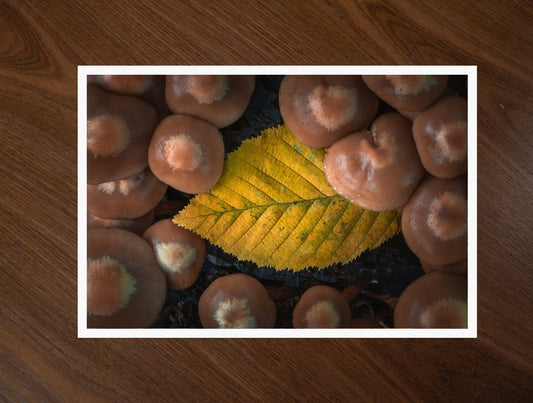 Leaf Among Mushrooms print