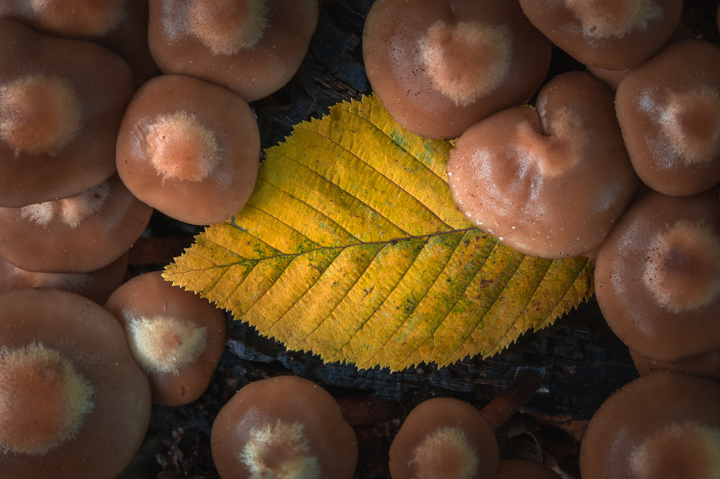 Leaf Among Mushrooms