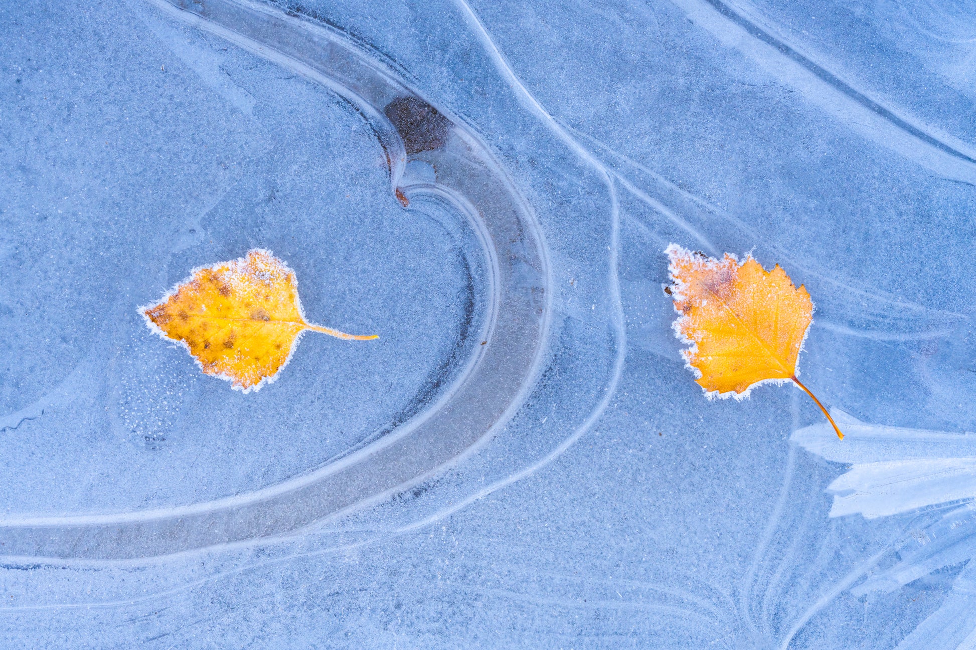 Leaves on Ice