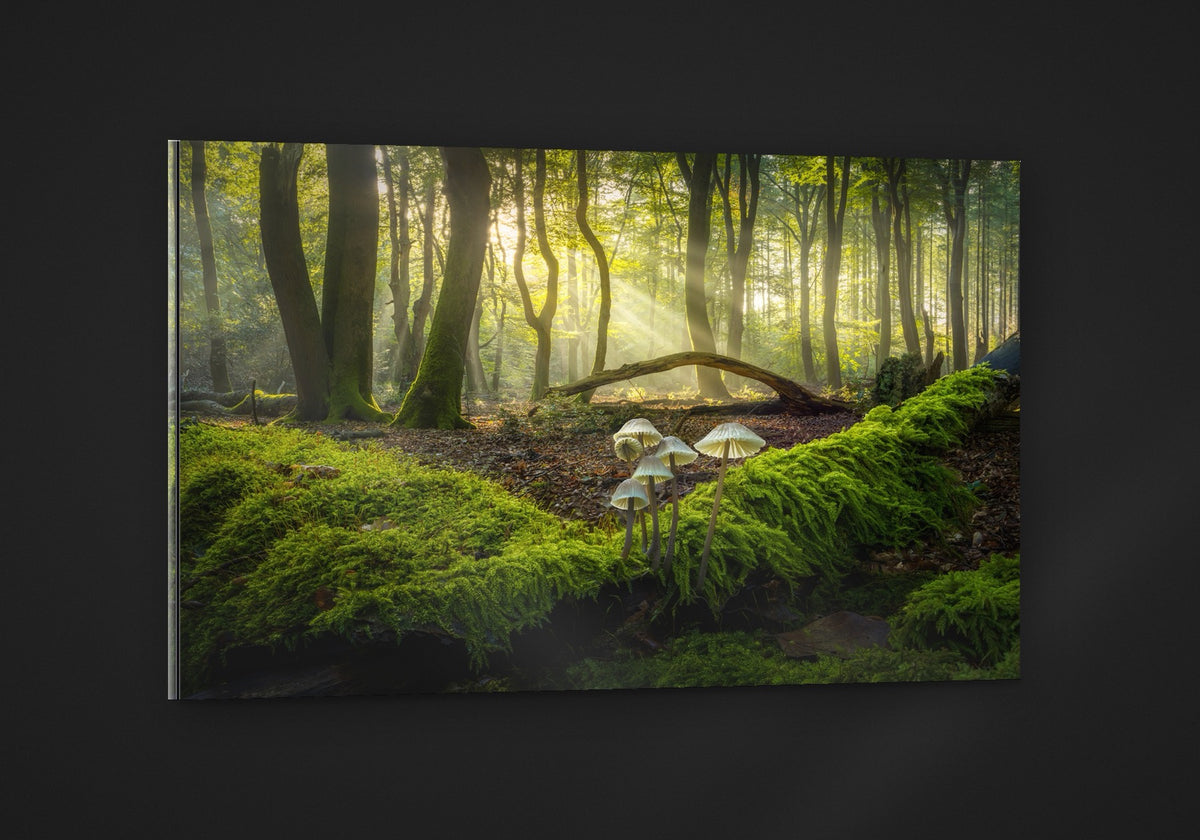 Light on the Moss acryl