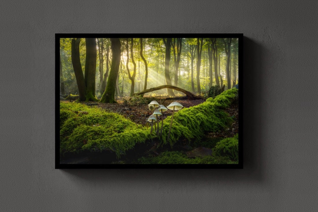 Light on the Moss lijst
