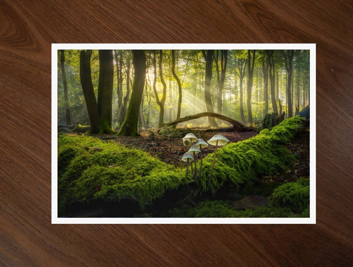 Light on the Moss print