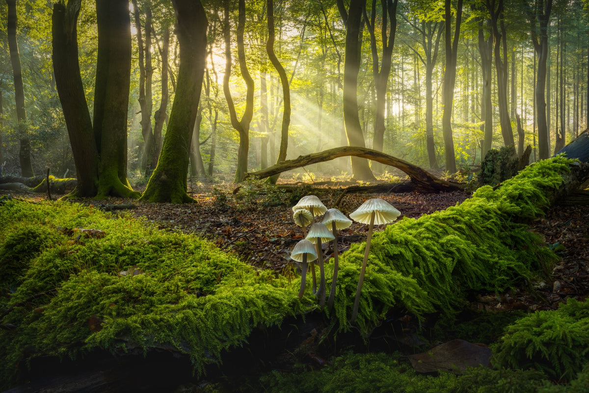 Light on the Moss