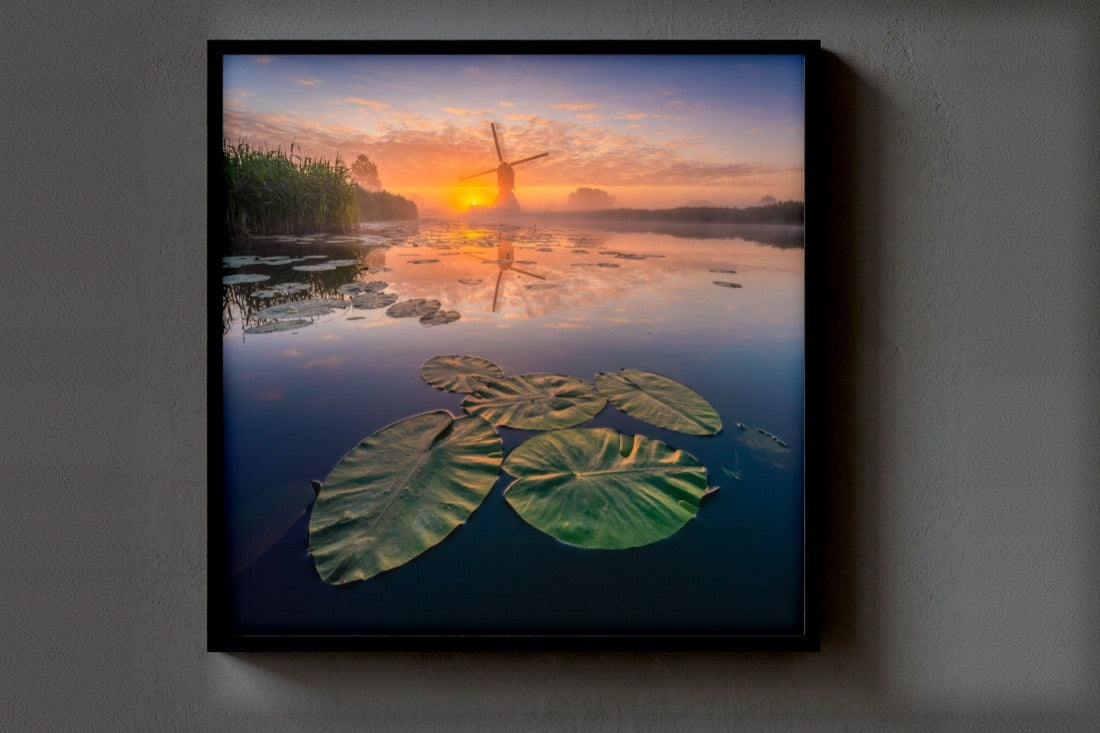 Lilies at Sunset print