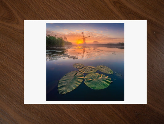 Lilies at Sunset print